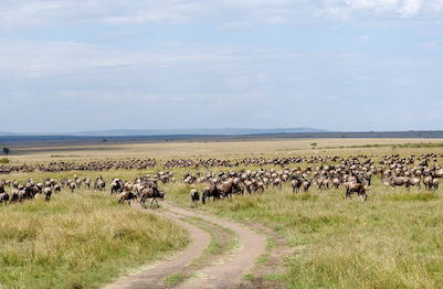 gepard-junge-tansania image gepard-junge-tansania image